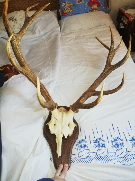 Продам оленьи и лосины роги.