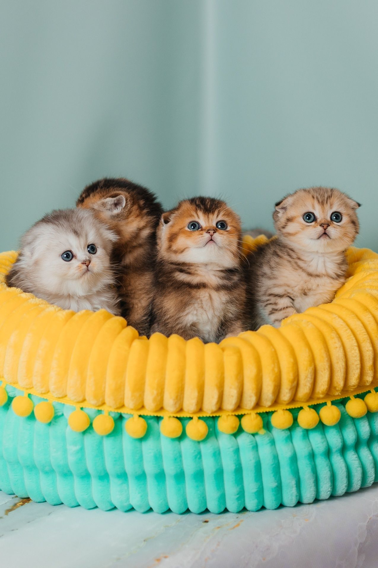 Золотые скоттиш фолд и страйт