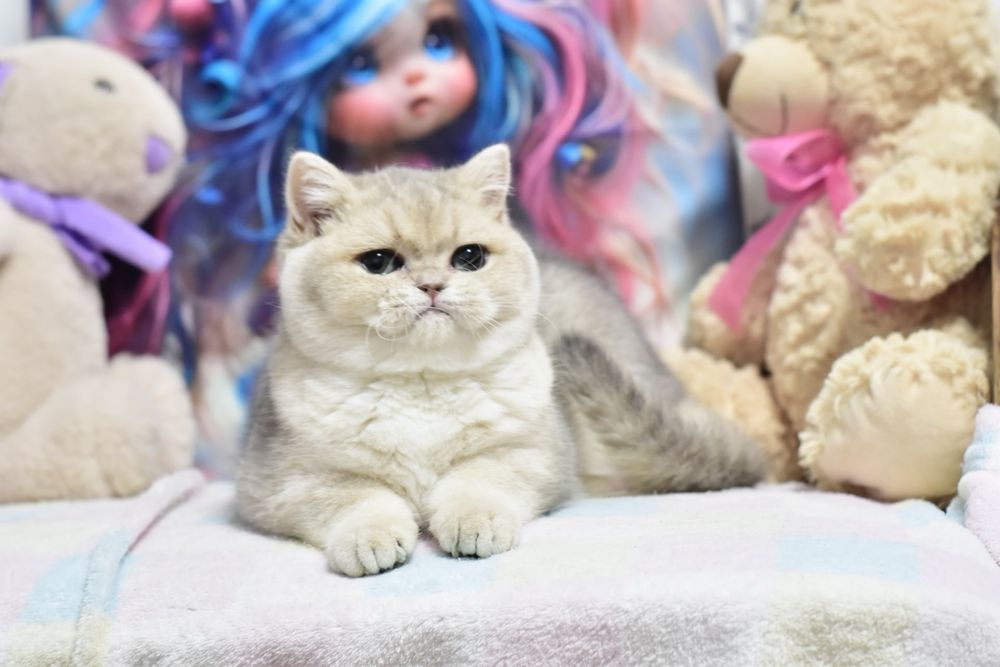 Золотая шиншилла ау 11, британская короткошерстная