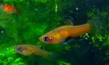 Phallichthys tico,dzika żyworódka :)