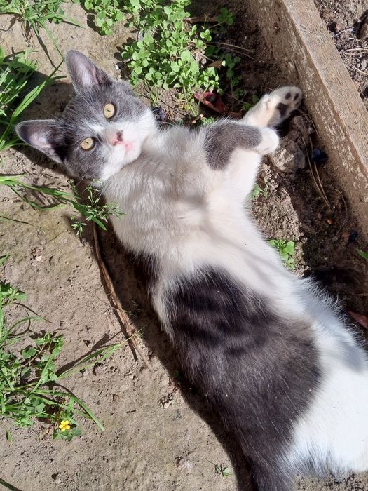Віддам котиків в добрі руки