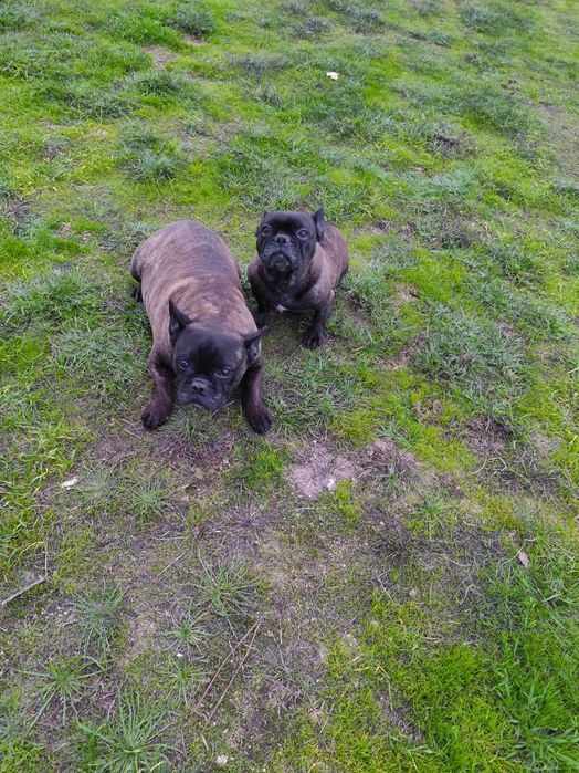 2 Bulldog Francês M , F .