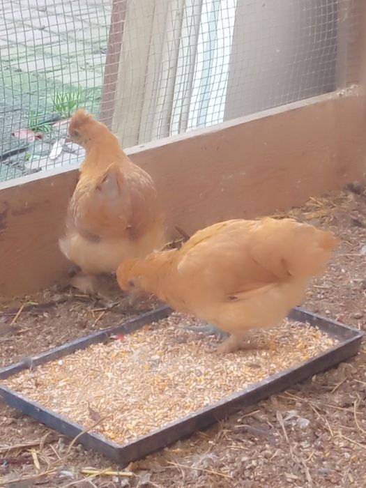 Kurczaki tegoroczne 6 sztuk mix