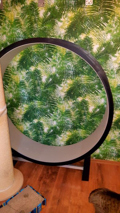 Bieżnia, Canadian Cat Company kołowrotek dla kota