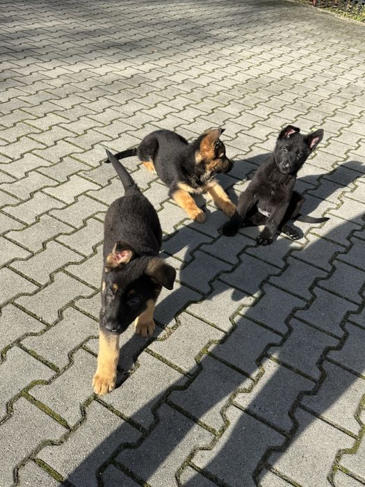 Szczeniak owczarka niemieckiego