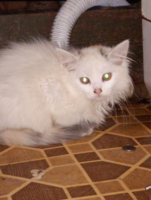 Найкращі кошенята шукають люблячі родини