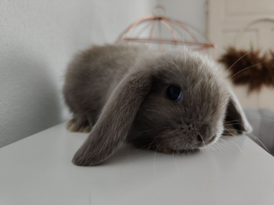 Mini Lop królik gotowe do odbioru