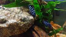 Pseudotropheus Demasoni