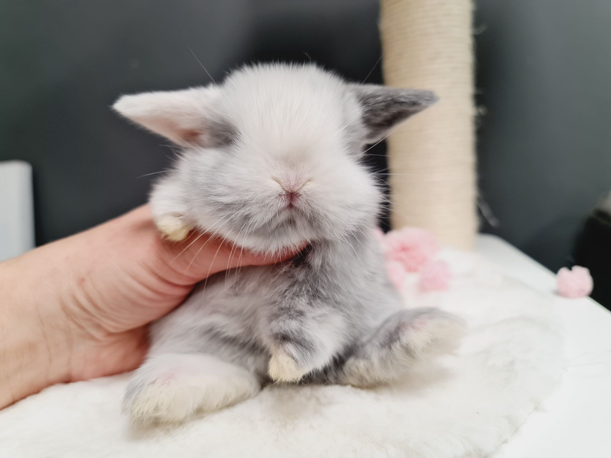 Mini lop królik króliczek miniaturka hodowla transport