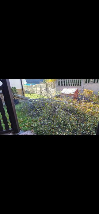 Wycinka drzew podcinanie krzewów