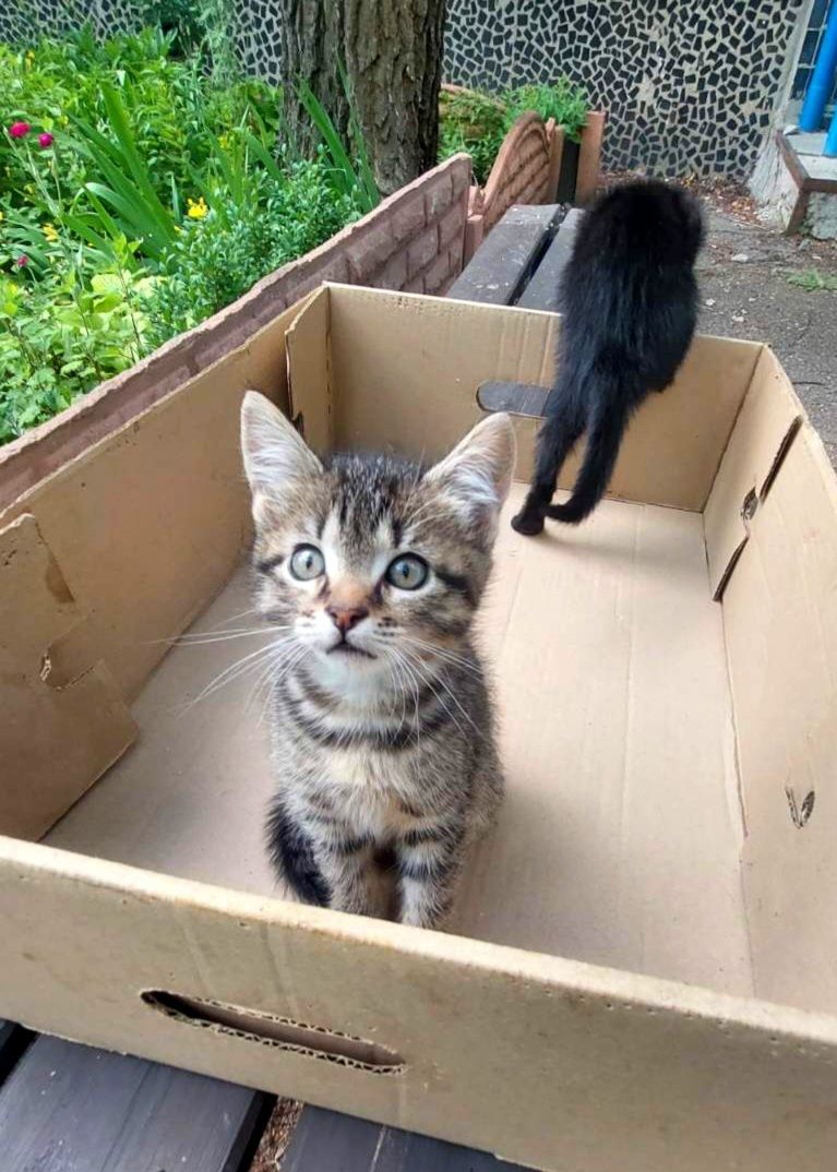 Маленькая полосатая котенок девочка ищет дом! Отдам в хорошие руки!