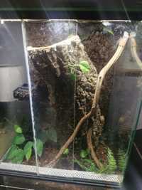 Terrarium 40x40x60 dla gekona