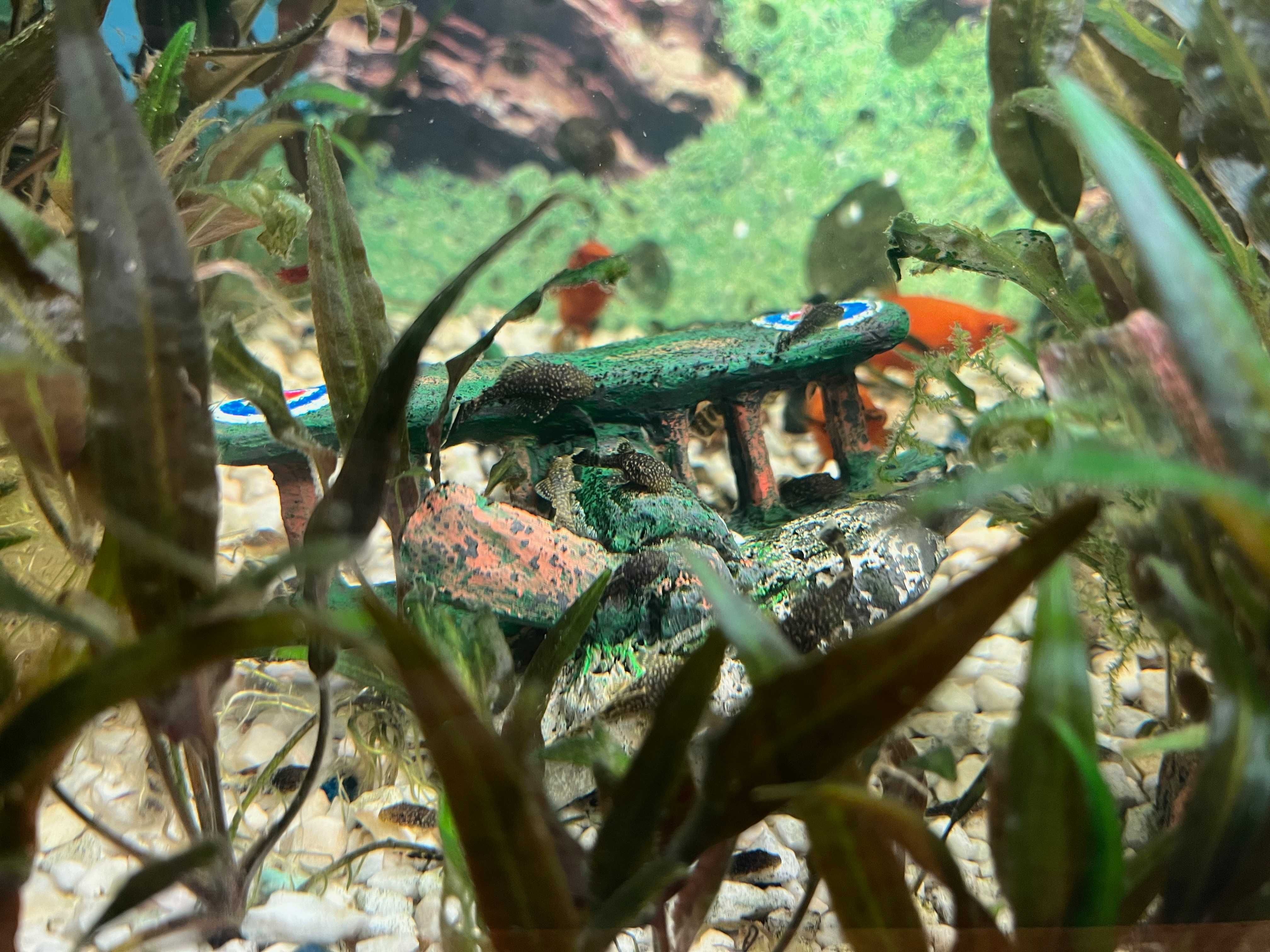 Glonojad. Młode z domowej hodowli dł. 4-6cm. (Zbrojnik Lamparci)