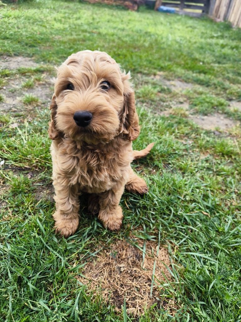 Cockapoo F1 Śliczny chłopak-BADANIA
