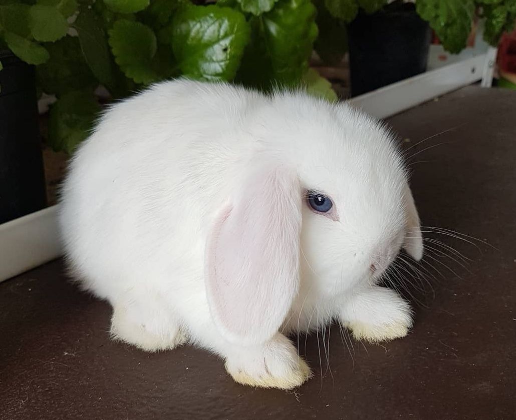 KIT Coelhos anões orelhudos, mini lop super inteligentes e dóceis