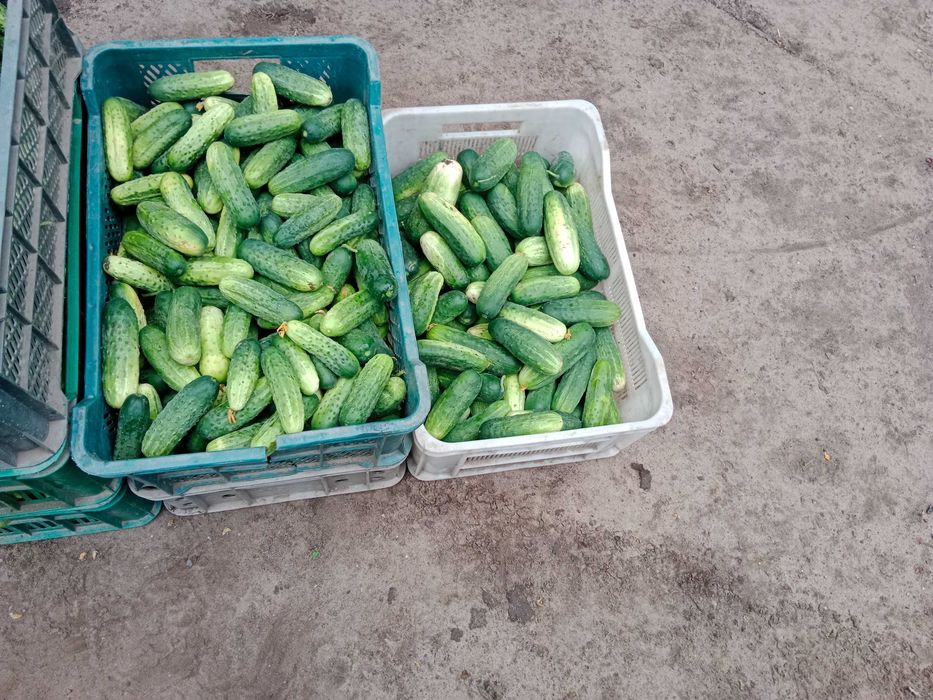 Sprzedam ogórki gruntowe