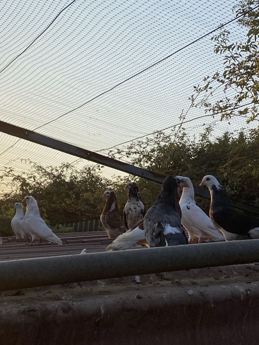 Pombas de leque e capuchino