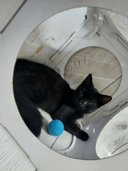 Merlin czeka na domek
