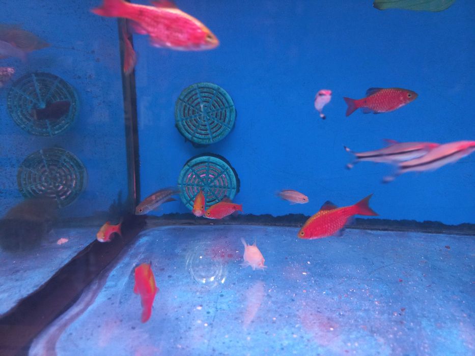 Barbo Rosy \ pethia conchonius 4-5cm