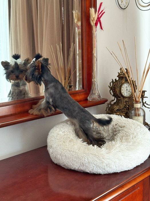 Йоркширський терʼєр віп ,дівчинка міні