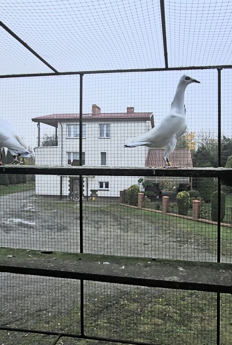 Srebrniaki wysyłam adeno chudnięcie kręciek