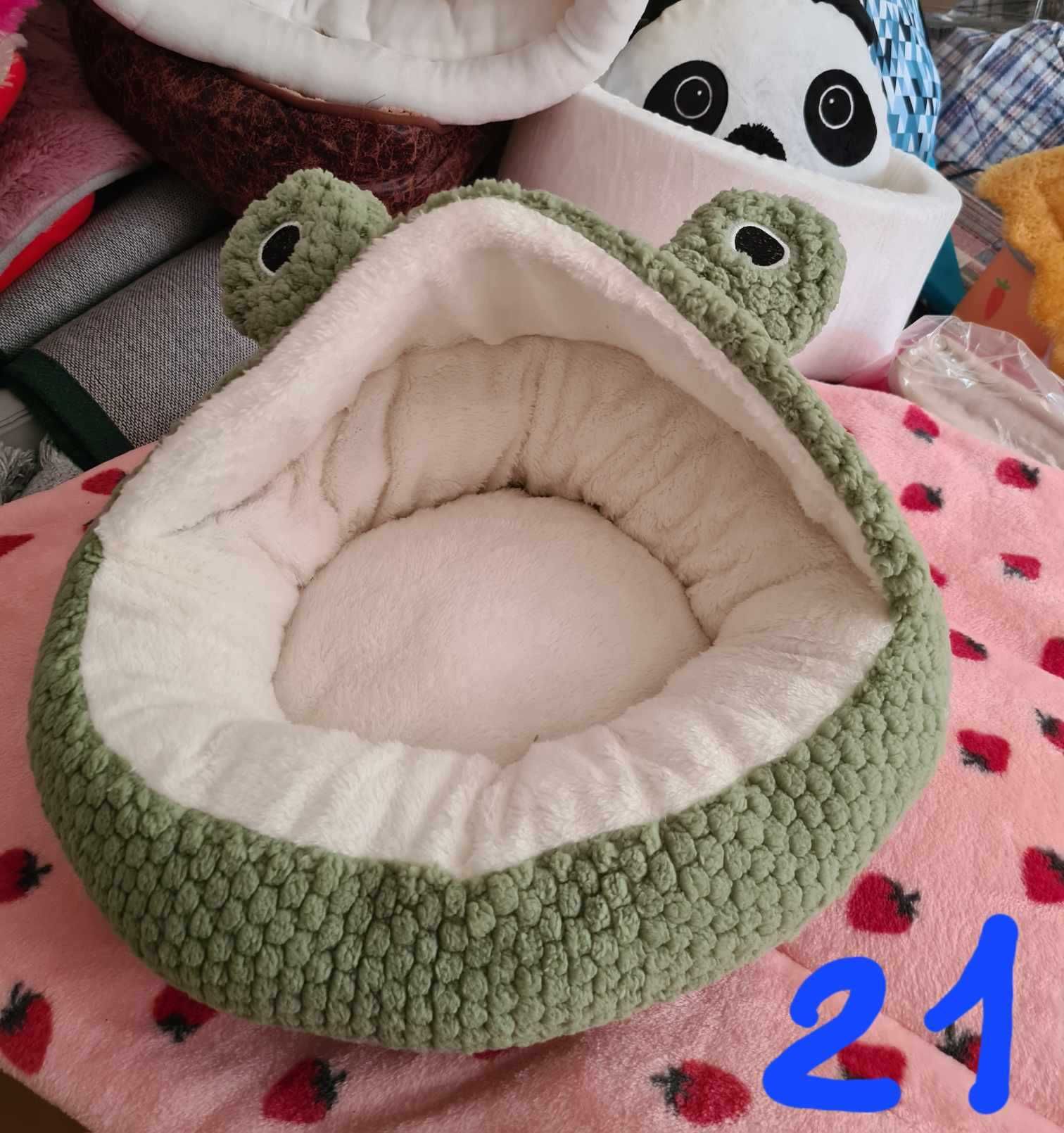 piesek pudel miniaturowy do odbioru początek sierpnia