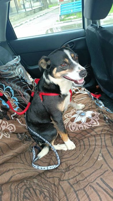 SZONI urocza sunia, akceptuje KOTY uratowana w Bułgarii.