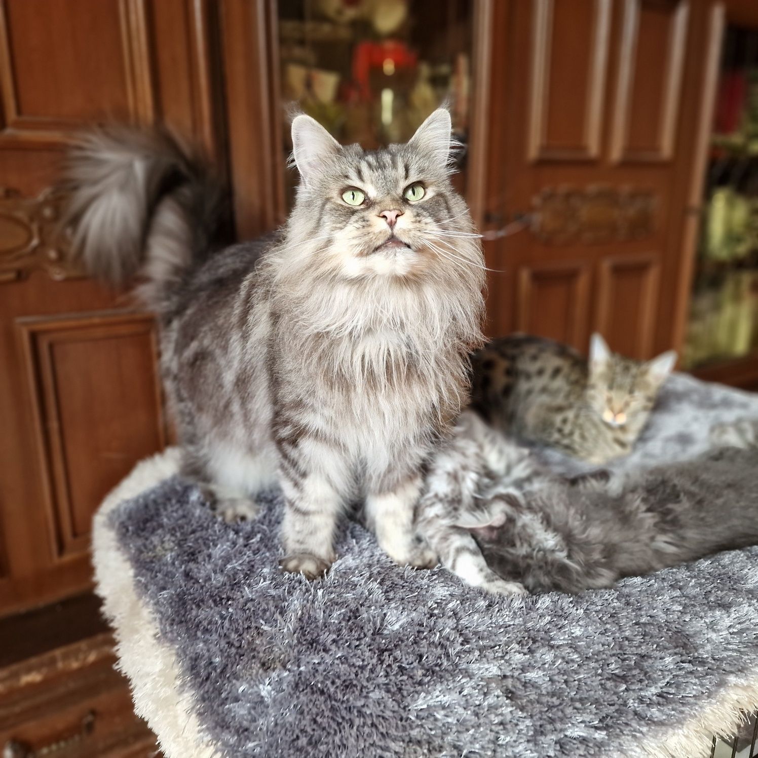 Maine Coon Kotka