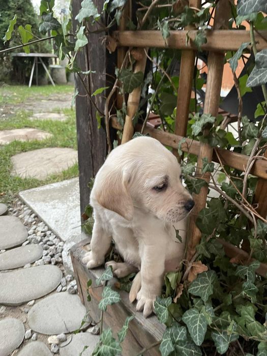 Szczeniak Labrador Retriever