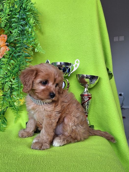 Cavapoo suczka z paszportem i certyfikatem