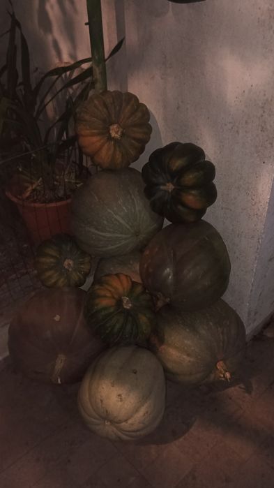 Abóbora,cebolas e tomates