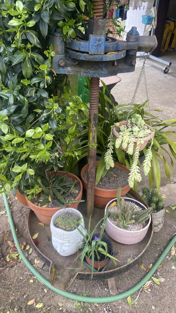Espremedor de uvas