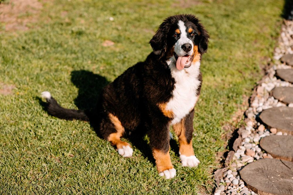 Petsitter Dogsitter Catsitter - Profesjonalna opieka nad Kotem Psem