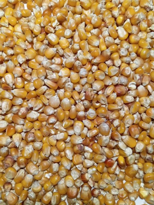 Kukurydza szuszona