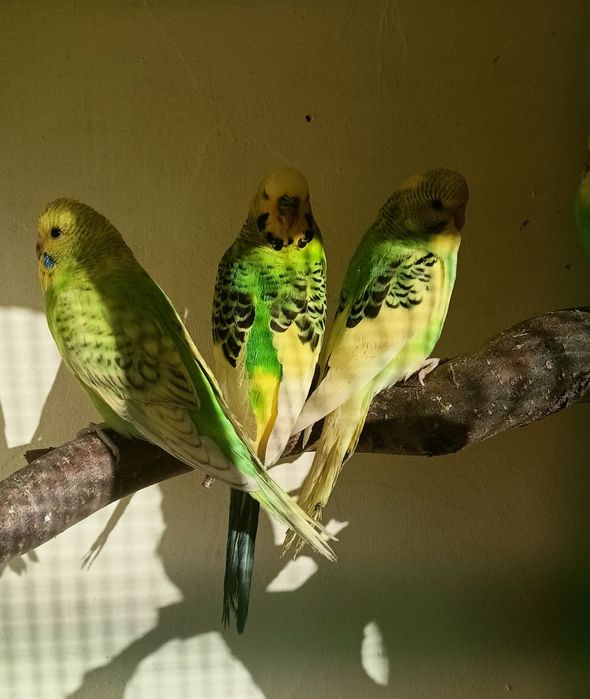 Papugi faliste papużki faliste