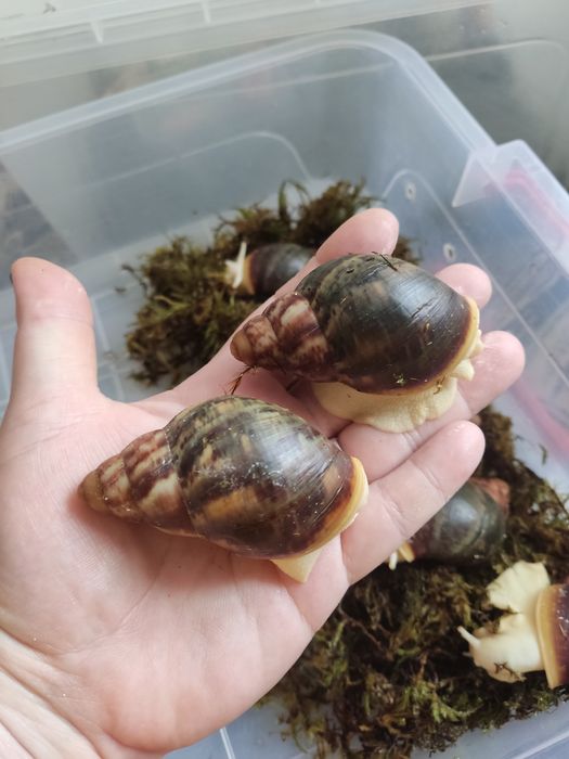 Беніни підлітки,шукають дім.