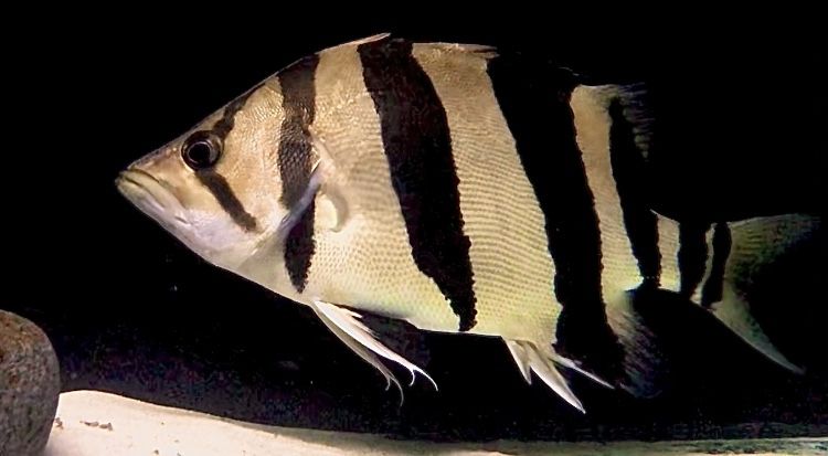 Datnoid Microlepis