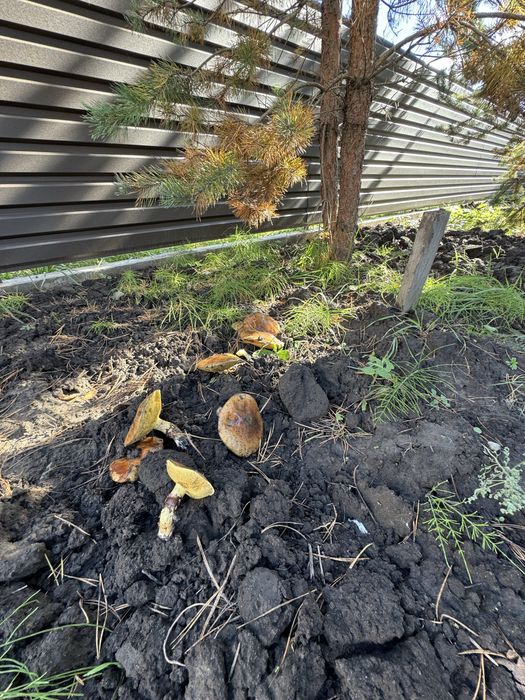 с Нове продаж коттеджу  120 квм Єоселя  Євідновл« Сосновий маєток» газ