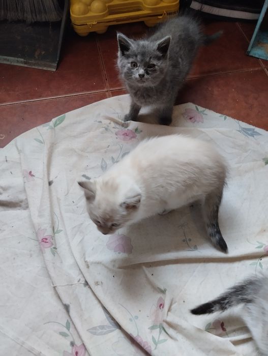 Шотландські прямовухи 1,5 місяці