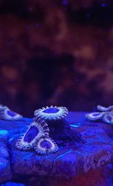 White Walker Zoa Zoanthus