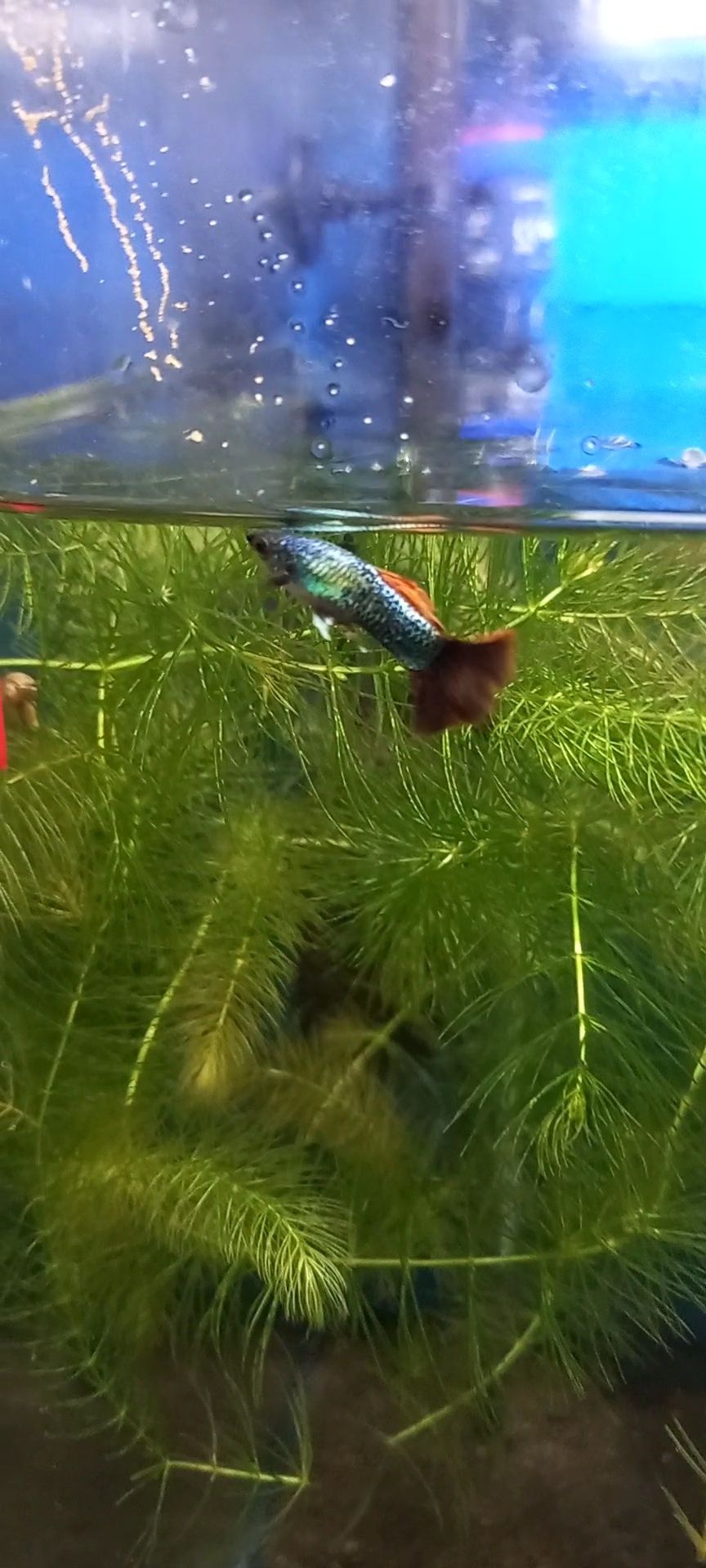 Guppy red dragon