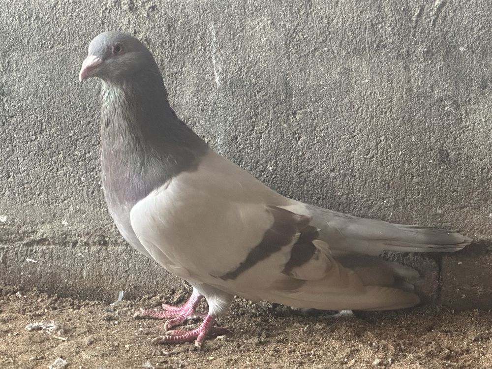 Disponiveis casais de pombos Romanos