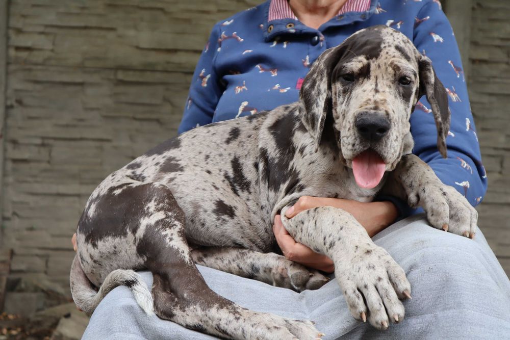 Dog niemiecki merle suczka Hodowla La Componella FCI ZKwP