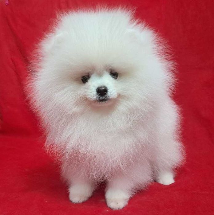 Белоснежная красотка, небольшого размера, есть нюанс.