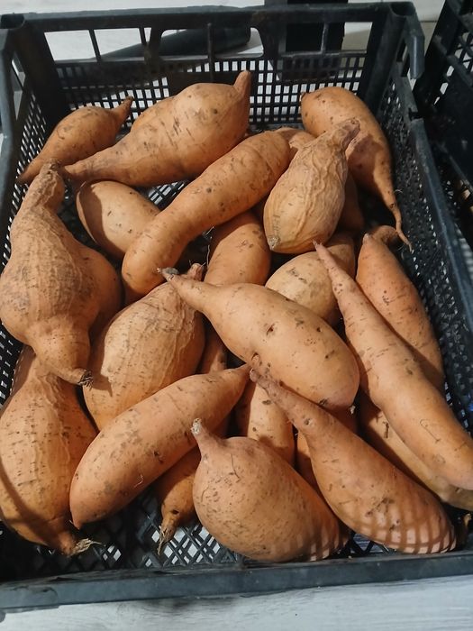 Батат Вінницький, Баю Бел