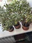 Продам грошове дерево | Красула | Crassula | Товстянка