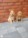 Cocker spaniel angielski piesek