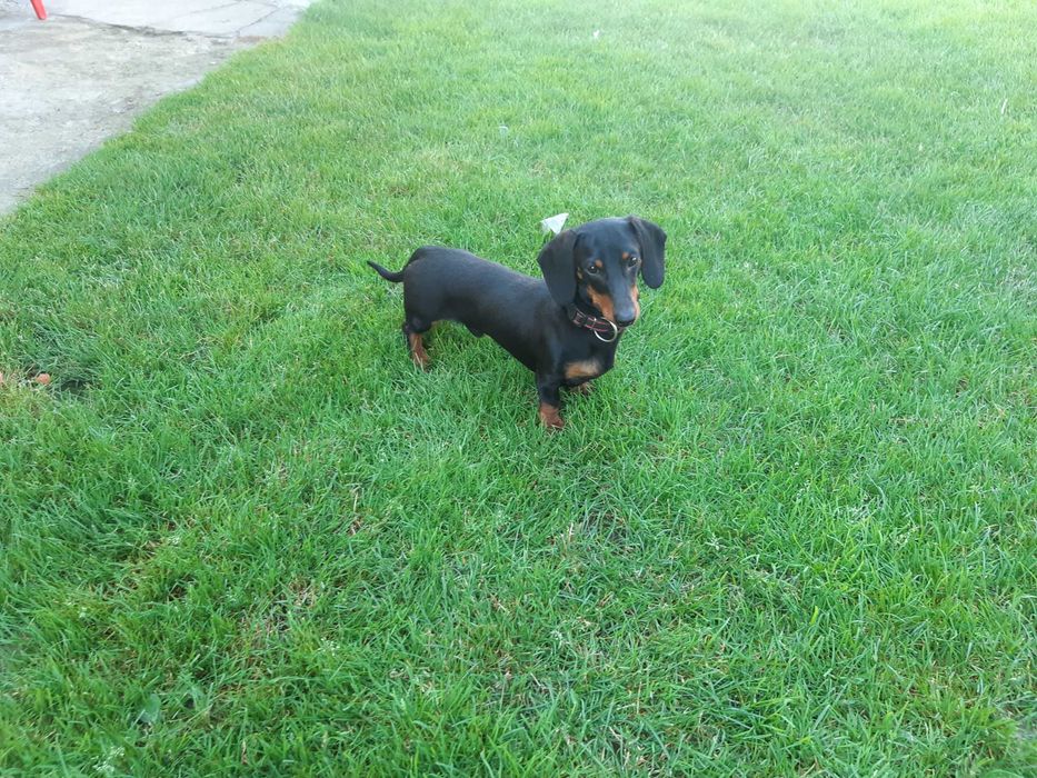 Jamnik Miniaturowy Reproduktor FCI