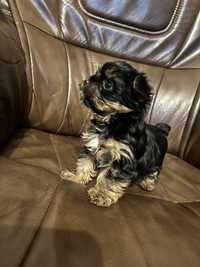 Yorkshire terrier shorkie suczki