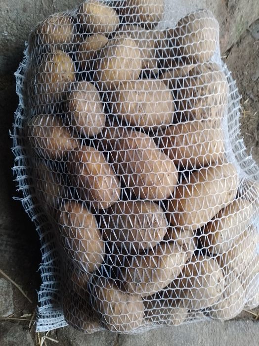 Ziemniaki irys ricardia Ignacy- żółta  Queen Anna.Vineta  Dostępne wie